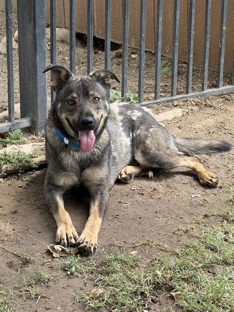 BORRIS - German Shepherd Dog available for adoption