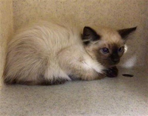PEANUT - Domestic Short Hair available for adoption