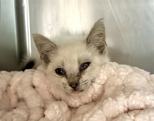 CLOVER - Domestic Short Hair available for adoption