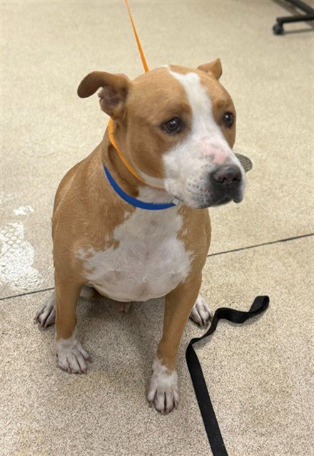 TIE - Pit Bull Terrier available for adoption