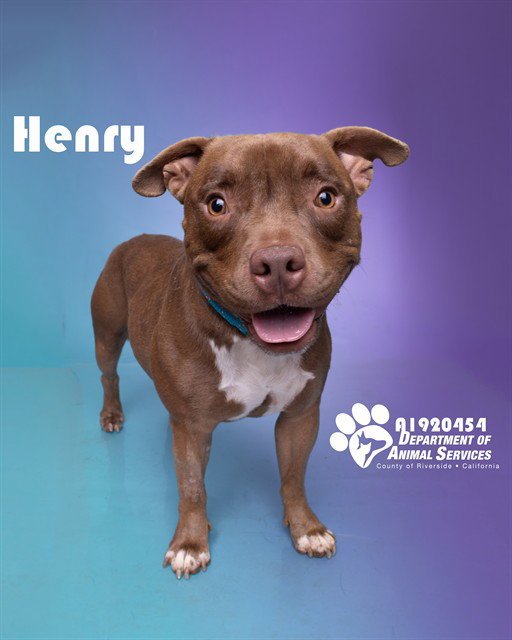 HENRY Image