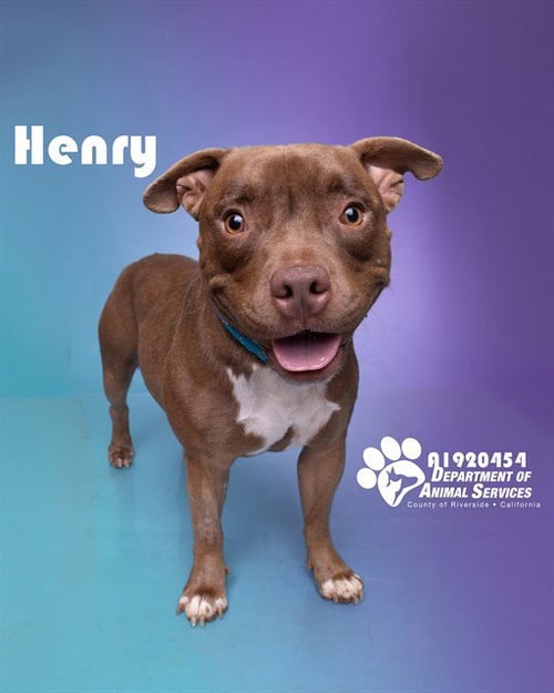 HENRY - Pit Bull Terrier available for adoption
