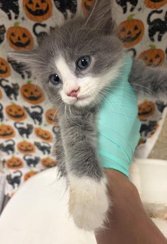 DIPPER - Domestic Long Hair available for adoption