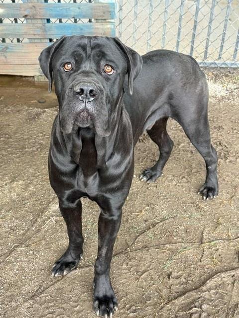 VICTOR - Cane Corso Mastiff available for adoption