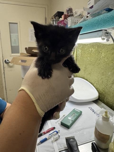 DAVID - Domestic Short Hair available for adoption