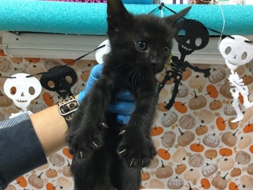 CROW - Domestic Short Hair available for adoption