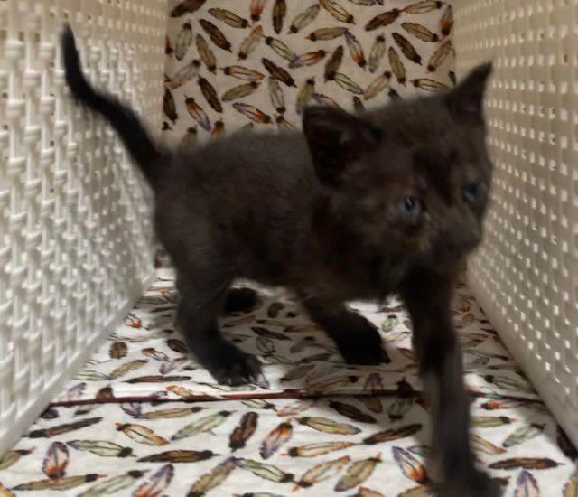 LULU - Domestic Short Hair for adoption in Riverside