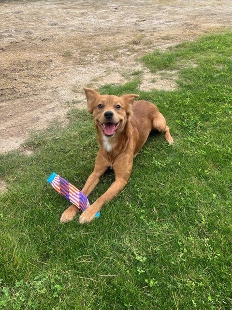 CHESTNUT - Terrier available for adoption