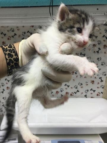 HAWTHORNE - Domestic Short Hair available for adoption