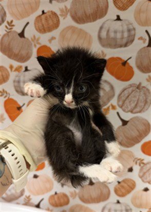 HONEY - Domestic Short Hair available for adoption