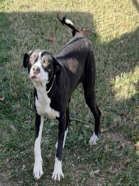 LOLLIPOP - Border Collie available for adoption