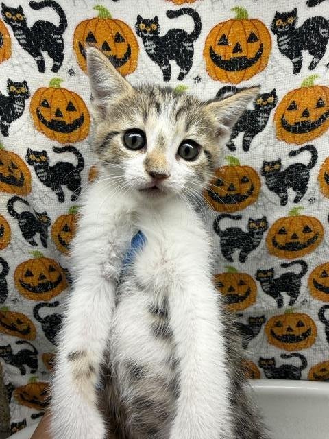 PUMPKIN - Domestic Short Hair available for adoption