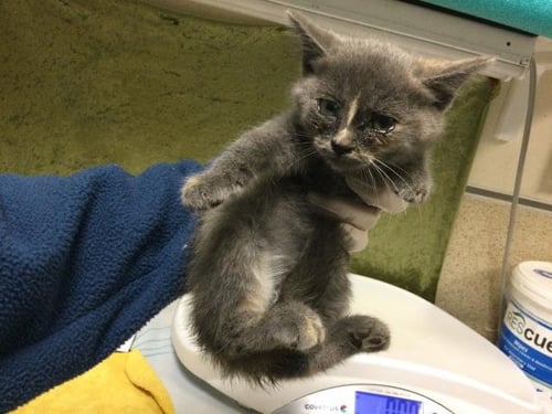 FLOWER - Domestic Short Hair available for adoption