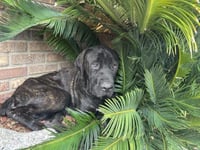 PEBBLES - Photo 1