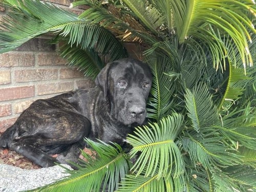 PEBBLES - Cane Corso Mastiff available for adoption