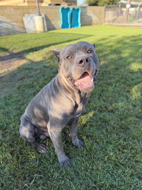 BUTTON - Cane Corso Mastiff available for adoption