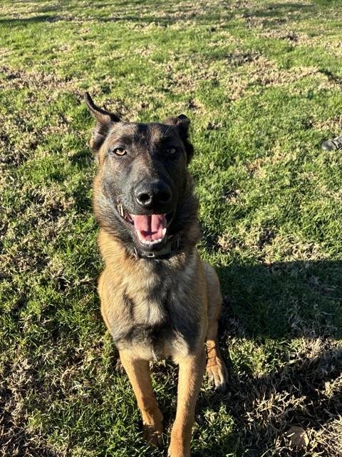 DYLAN SPROUSE - Belgian Shepherd Malinois available for adoption