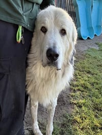 BRUCE - Photo 1