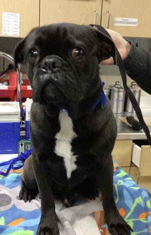 BABY SEAL - Pug available for adoption