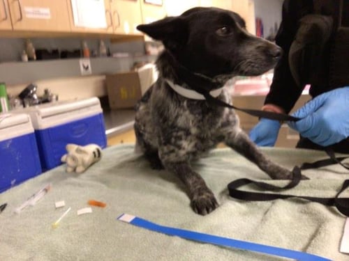 TINKLES - Australian Cattle Dog/Blue Heeler available for adoption