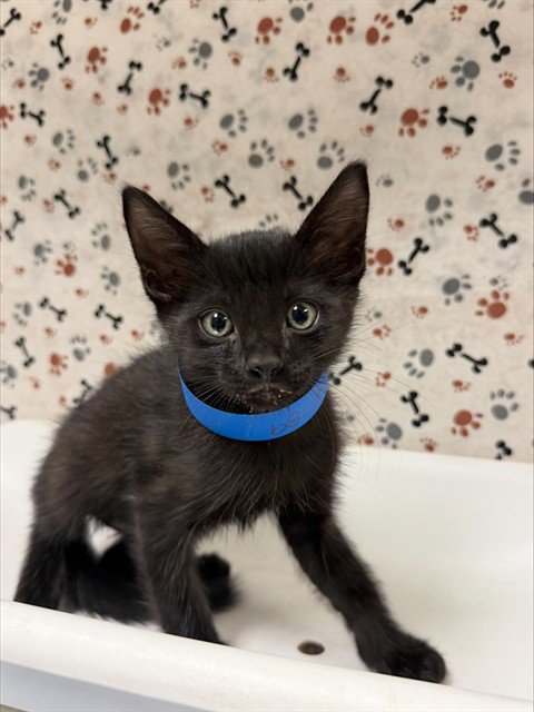 SOLO - Domestic Short Hair available for adoption