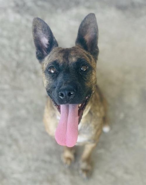 TIARA - Pit Bull Terrier available for adoption