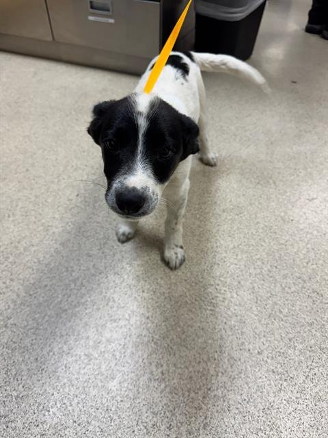 SWEETS - Border Collie available for adoption