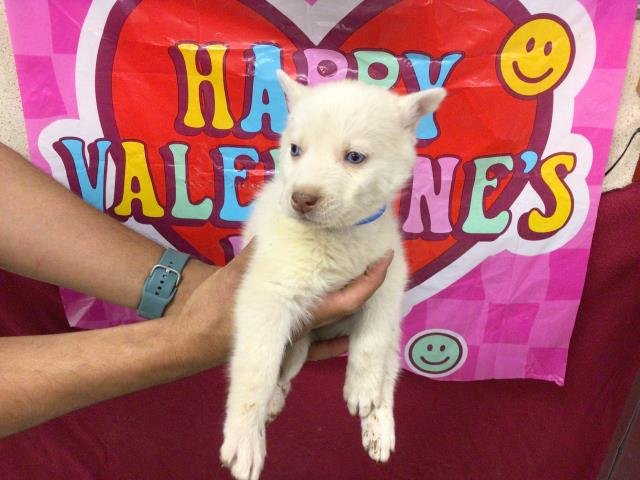 GHOST - Siberian Husky available for adoption