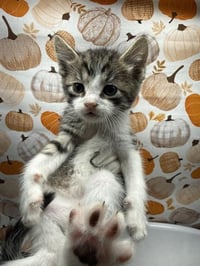 JAX - Photo 1