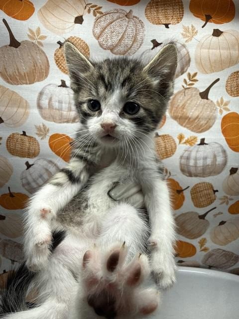JAX - Domestic Short Hair available for adoption