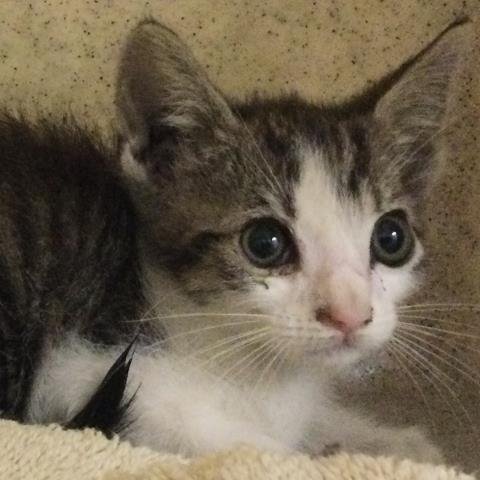 MJ - Domestic Short Hair available for adoption