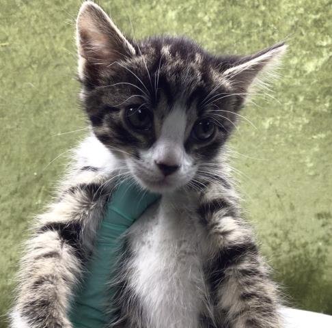 A1915852 - Domestic Short Hair available for adoption