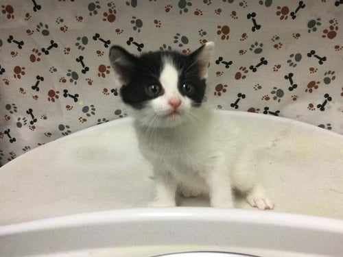 FINN - Domestic Short Hair available for adoption