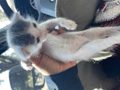 A1934946 - Domestic Short Hair available for adoption
