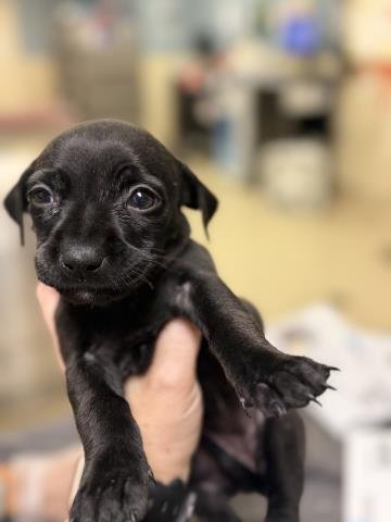 A1931661 - Chihuahua available for adoption