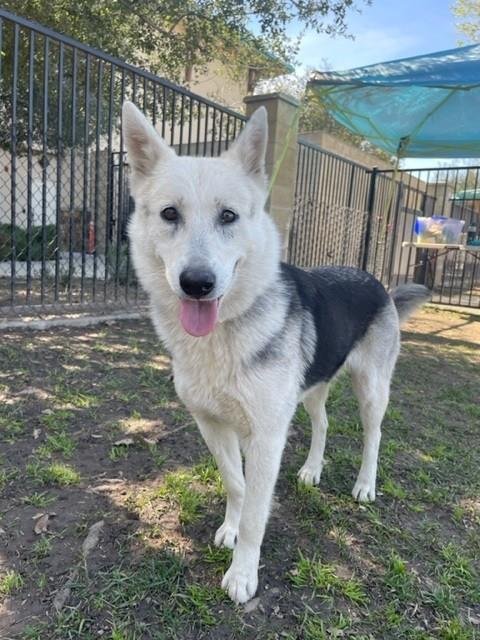 OLIVE - German Shepherd Dog / Siberian Husky available for adoption