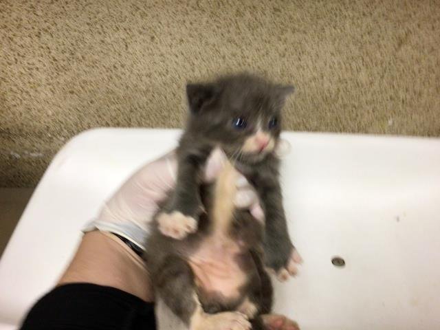 A1857562 - Domestic Short Hair for adoption in Riverside