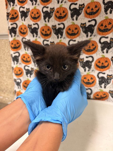 COAL - Domestic Short Hair available for adoption