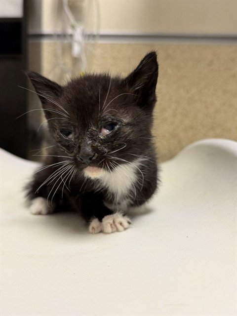 BILLY - Domestic Short Hair available for adoption