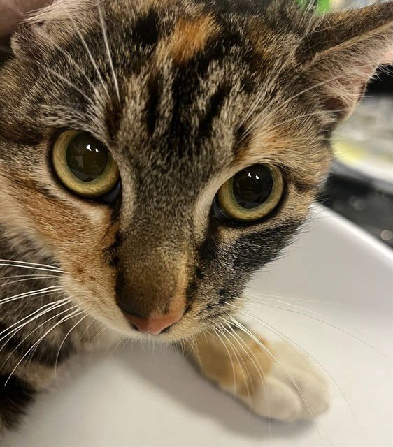 KIM - Domestic Short Hair available for adoption