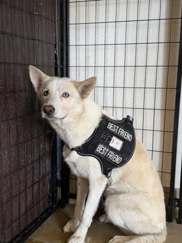 CHEERIO - Siberian Husky available for adoption