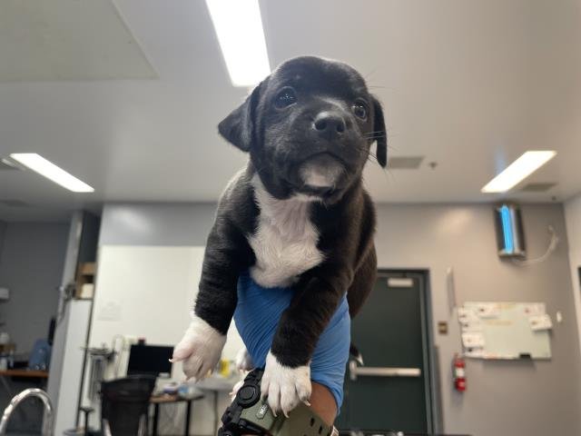 DEXTER Image