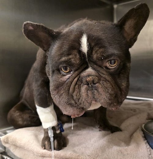 GRU - French Bulldog available for adoption
