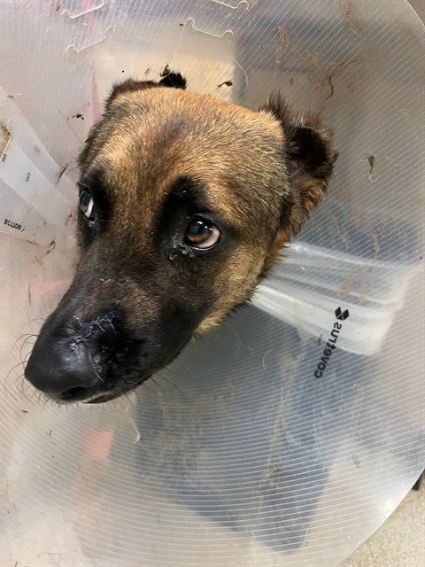 CALVIN KLEIN - German Shepherd Dog available for adoption