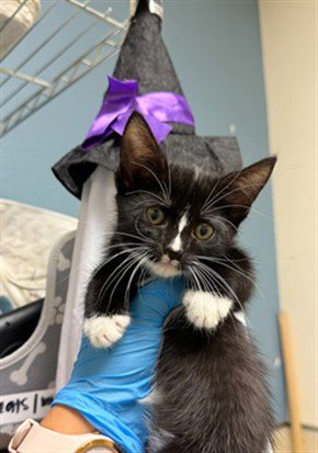 HOCUS - Domestic Short Hair available for adoption