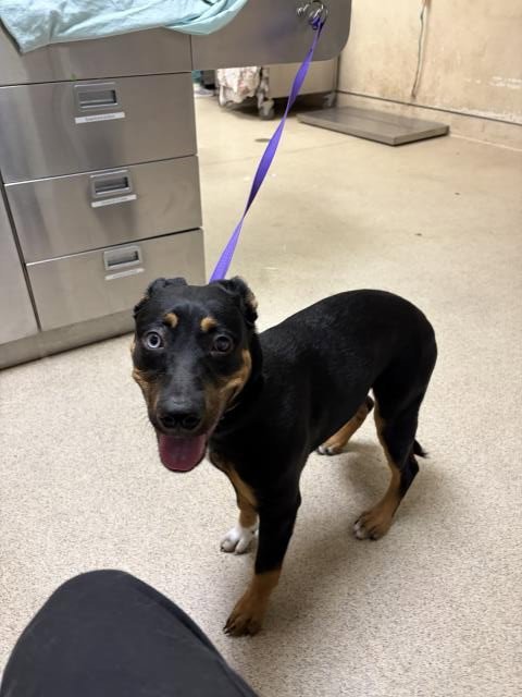 NOVA - Rottweiler available for adoption