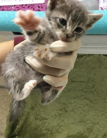 HADASSAN - Domestic Short Hair available for adoption
