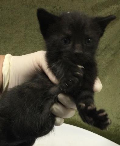 HERSHEY - Domestic Short Hair available for adoption
