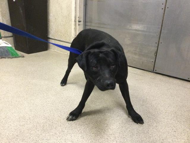 TIM - Pit Bull Terrier available for adoption