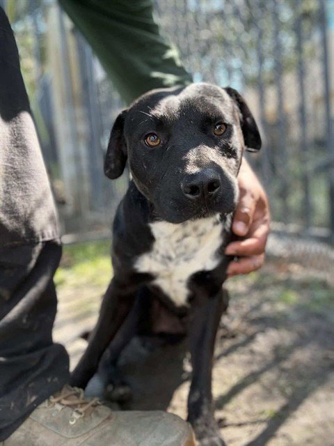 TIM - Pit Bull Terrier available for adoption